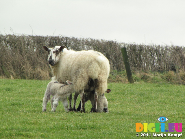 SX17190 First winter lambs